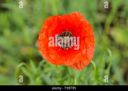 Schließen Sie herauf Bild der roten Blume des Feldes Mohn wächst in einer Wiese. Grünen Gras im Hintergrund. Sonniger Frühlingstag in der Natur. Stockfoto