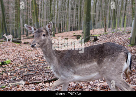 Rotwild Mutter und ihrem Rehkitz stehend in den Wäldern. Natur und Umwelt Konzept. Stockfoto