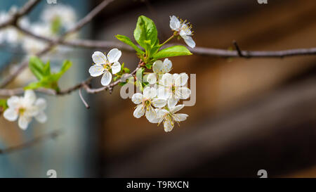 Banner mit weiß blühenden Blumen einer Frucht Baum im Frühling Stockfoto