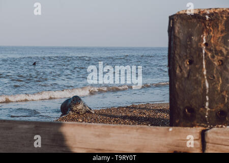 Seal pup aalen sich in der Sonne am Wasser auf Horsey Strand, Norfolk, Großbritannien, im Frühling. Stockfoto