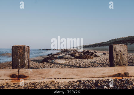 Blick über den Zaun von einer großen Gruppe von Dichtungen Aalen in der Sonne durch das Wasser auf sandigen Horsey Strand, Norfolk, Großbritannien, im Frühling. Stockfoto