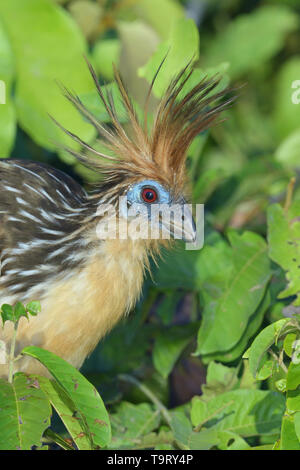 Hoatzin (Opisthocomus hoazin) mit Wappen in der Amazonas Regenwald am See Sandoval, Peru angehoben Stockfoto