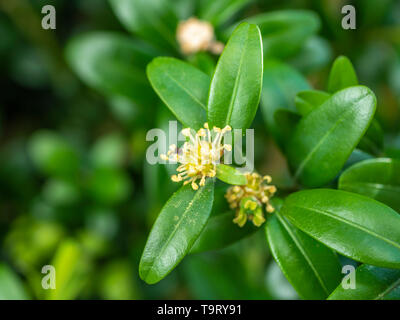 Gemeinsame box (Buxus sempervirens) Sprung in Blume, Anfang, Nahaufnahme, Bayern, Deutschland, Europa, gemeinsame Box (Buxus sempervirens) in Blüte, Frühling Stockfoto