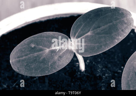 In einem kleinen Kunststoffbehälter wächst junge Sämlinge von Gurken. Stockfoto