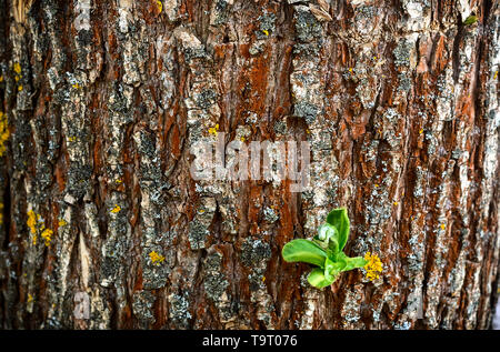 Teil des Baumstammes, bedeckt mit Rinde mit Blätter sprießen. Hintergrundbild, close-up. Stockfoto