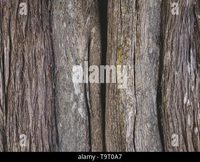 Braune Rinde eines alten Baumes. Closeup Baumrinde Hintergrund Stockfoto