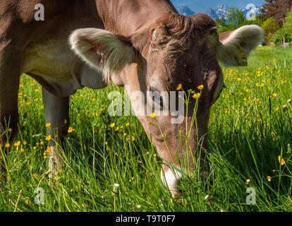 Kuh auf der Weide, Allgäuer braunen Rinder, Bayerniederhofen, Allgäu, Bayern, Deutschland, Europa, Kuh auf der Weide, Allgäuer Braunvieh, Bayern, Deutschl Stockfoto