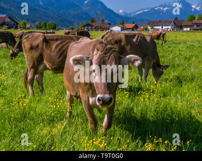 Kühe auf der Weide, Allgäuer braunen Rinder, Bayerniederhofen, Allgäu, Bayern, Deutschland, Europa, Kühe auf der Weide, Allgäuer Braunvieh, Bayern, Deutschl Stockfoto