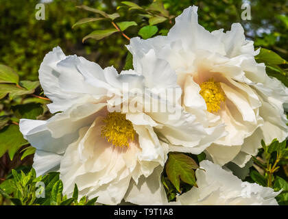Kalifornien baum Mohn Blumen in Nahaufnahme, großen, weißen Blüten im Frühling Saison, Natur Hintergrund Stockfoto