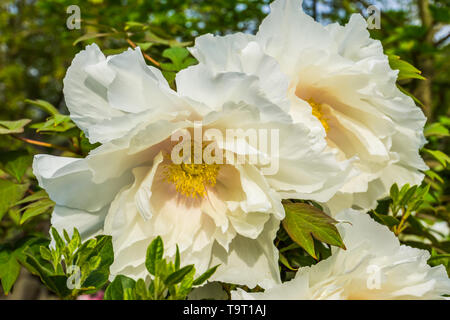 Große, weiße Blüten im Frühling Saison blühende, Kalifornien baum Poppy in Nahaufnahme, Natur Hintergrund Stockfoto