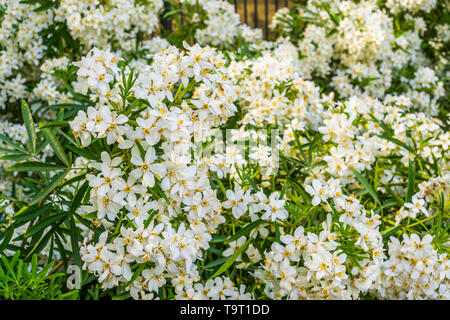 Bush der mexikanischen orange Blüte Blumen, weißen aromatische Pflanze aus Mexiko, beliebte tropische Kulturpflanze Stockfoto