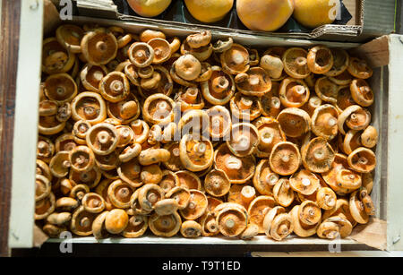 Braun champignon Pilze in Holzkiste im Markt shop Stockfoto