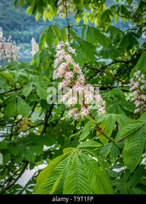 Blüten einer gemeinsamen Rosskastanie (Aesculus hippocastanum), Sky einer gemeinen Rosskastanie (Aesculus hippocastanum) Stockfoto