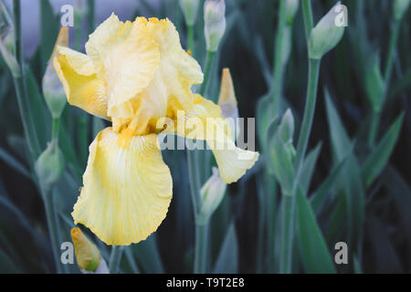 Gelbe Iris Blumen close-up vor dem Hintergrund von einem grünen Garten. Blue Iris Blumen wachsen im Garten Stockfoto