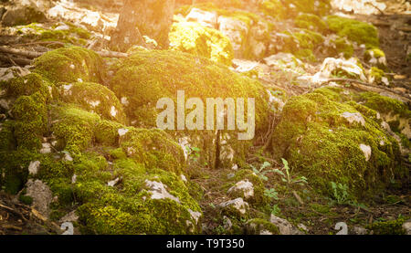 Moos auf Rock. Moos auf einem Felsen mit Sonne erleuchtet. Stockfoto