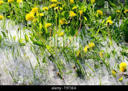 Populus tremula, auch genannt Aspen, hat verbreitet es Samen ganz über dem Platz, in diesem Fall das Gras von einer Gruppe von Löwenzahn. Stockfoto