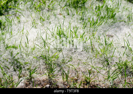 Populus tremula, auch genannt Aspen, hat verbreitet es Samen ganz über dem Platz, in diesem Fall den Rasen. Stockfoto