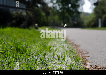 Populus tremula, auch genannt Aspen, hat verbreitet es Samen ganz über dem Platz, in diesem Fall das Gras. Stockfoto