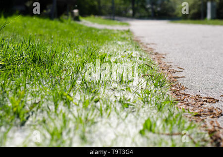 Populus tremula, auch genannt Aspen, hat verbreitet es Samen ganz über dem Platz, in diesem Fall das Gras. Stockfoto