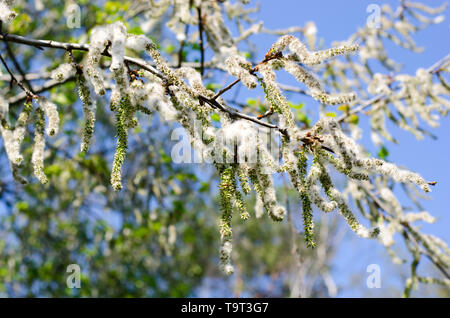 Populus tremula, auch genannt Aspen, hat verbreitet es Samen ganz über dem Platz, hier sehen Sie einige auf dem Baum links Stockfoto