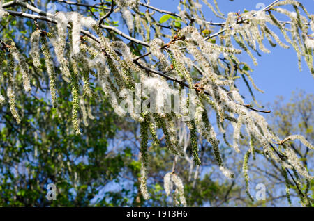 Populus tremula, auch genannt Aspen, hat verbreitet es Samen ganz über dem Platz, hier sehen Sie einige auf dem Baum links Stockfoto