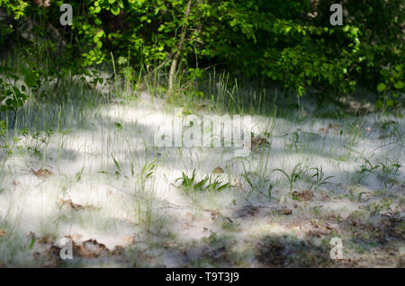 Populus tremula, auch genannt Aspen, hat verbreitet es Samen ganz über dem Platz, in diesem Fall das Gras. Stockfoto