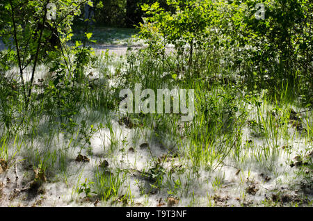 Populus tremula, auch genannt Aspen, hat verbreitet es Samen ganz über dem Platz, in diesem Fall das Gras. Stockfoto