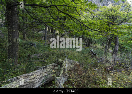 Ein lenga Wald im Nationalpark Los Glaciares in der Nähe von El Chalten, Argentinien. Ein UNESCO-Weltkulturerbe im Patagonia Region Südamerika. Stockfoto