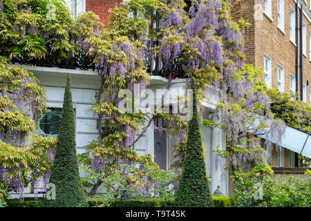 Konische Formschnitt im vorderen Garten mit Glyzinien auf dem Haus in Cheyne Walk, Chelsea, London, England Stockfoto