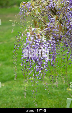 Wisteria floribunda 'Kokuryu'. Japanische Wisteria' Kokuryu' auf der neuen Wisteria torbogen an der RHS Wisley Gardens, Surrey, England Stockfoto