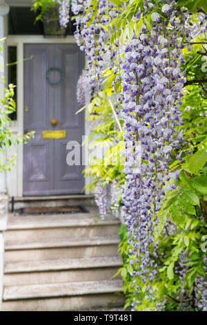 Wisteria auf ein Haus in Cheyne Walk, Chelsea, London, England Stockfoto