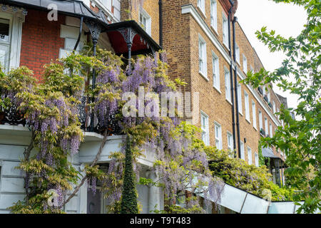 Wisteria auf ein Haus in Cheyne Walk, Chelsea, London, England Stockfoto