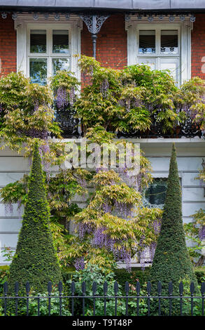 Konische Formschnitt im vorderen Garten mit Glyzinien auf dem Haus in Cheyne Walk, Chelsea, London, England Stockfoto