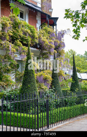 Konische Formschnitt im vorderen Garten mit Glyzinien auf dem Haus in Cheyne Walk, Chelsea, London, England Stockfoto