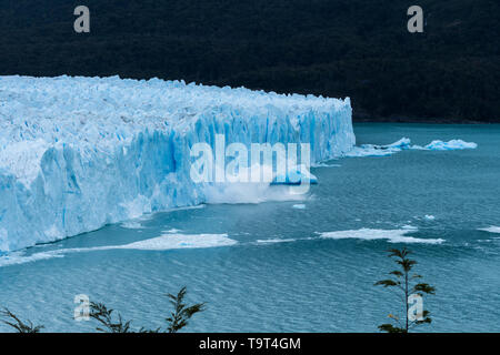 Eis Kälber aus der zerklüfteten Gesicht des Gletschers Perito Moreno und spritzt in den Lago Argentino im Nationalpark Los Glaciares in der Nähe von El Calafate, Argentinien.