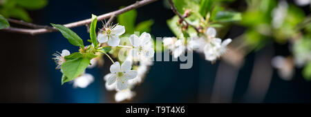 Banner mit weiß blühenden Obstbaum vor einem blauen Haus Stockfoto
