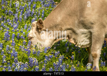 Kuh grasen in Texas in einer Wiese mit blauen Mützen Stockfoto