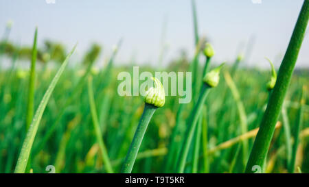 Green Spring Onion Seed in Gemüsegarten und ein grüner Hintergrund Stockfoto