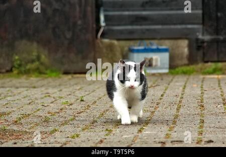 Katze auf dem Weg zur Kamera Stockfoto