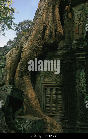 Wurzeln der Tetrameles Nudiflora dringen in eine Wand des Innenhofes, Ta Prohm, Angkor, Siem Reap, Kambodscha Stockfoto