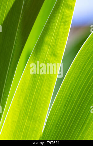 Abstrakte close-up Das grüne Laub der Pflanze ein Iris Gegenlicht der Sonne, die die Venen in die Blätter. Stockfoto