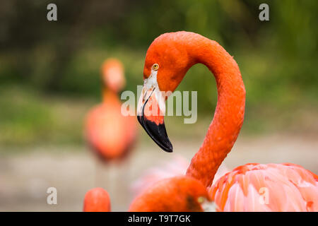 Flamingos oder Flamingos sind eine Art waten Vogel in der Familie Phoenicopteridae. Roten Flamingos kommen aus Amerika Stockfoto