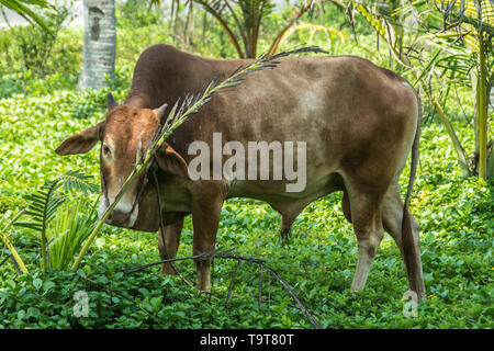 Häuslich Zebu (Bos indicus) ist wie ein Ochse der Kleinen Mühle an der Kokosöl arbeitet in Hikkaduwa, Sri Lanka zu fahren. Stockfoto