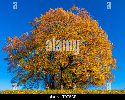 Autumnally farbige Sommer Linde (Tilia platyphyllos), Dießen, Oberbayern, Bayern, Deutschland, Europa, Herbstlich gefärbte Sommer-Linde (Tilia pl
