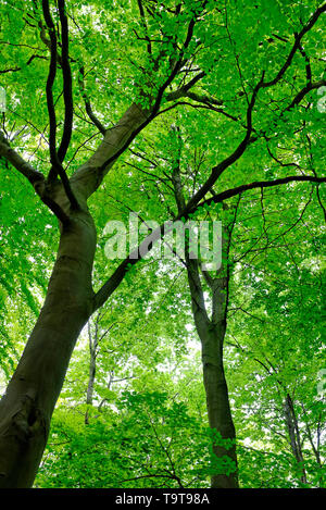 Grüne Feder Blatt Wachstum auf Buche Bäume in Wäldern, Norfolk, England Stockfoto