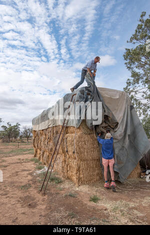Mai 2019 Aust: Landwirte, Richard und Susie Marshall Abdeckungen auf große Heuballen entfernen Ihre restlichen Tierbestand während der Dürre zu füttern. Stockfoto