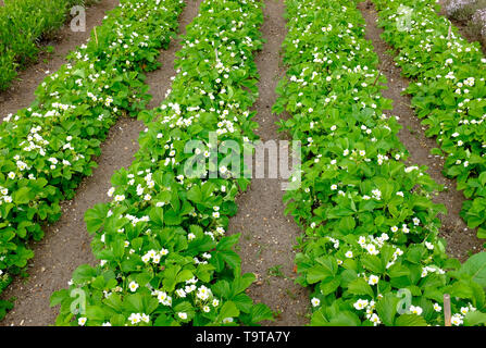 Blühende Erdbeerpflanzen im Schrebergarten, Norfolk, England Stockfoto