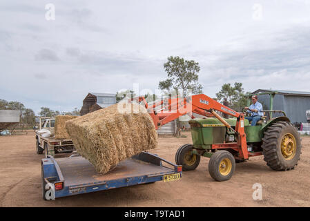 Mai 2019 Burren Junction, Aust: Bauer, Richard Marshall lädt eine große Heuballen zu seinen übrigen Schafe Herde während der Dürre füttern. Stockfoto