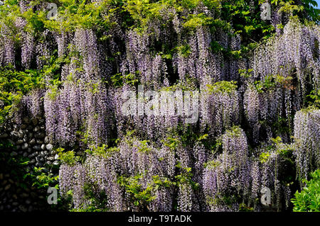 Blühende glyzinie Blumen auf Haus Wand außen, North Norfolk, England Stockfoto