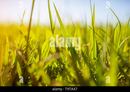 Frischen frühling gras gegen den Himmel. Grünes Feld Hintergrund am Sonnenuntergang Stockfoto